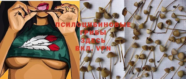 прущие грибы Алзамай